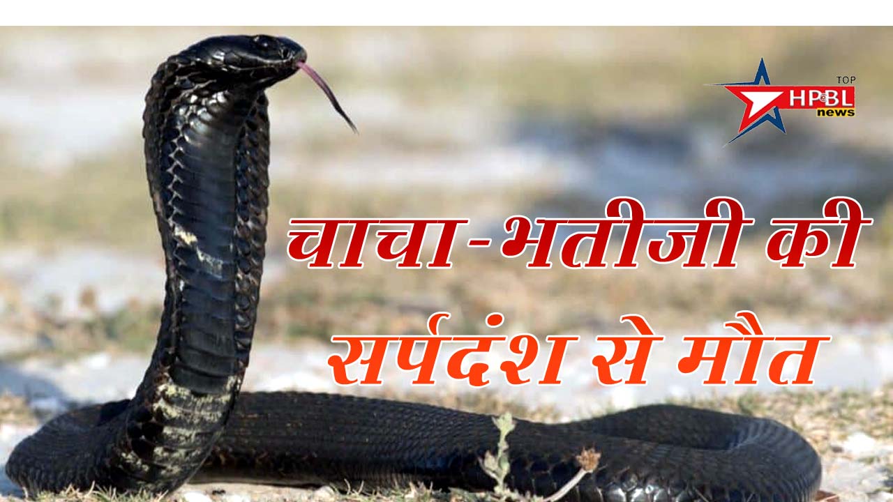 snake bite