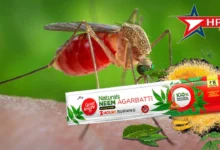 machchar mosquito