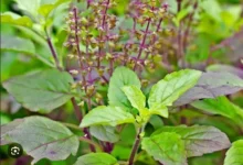 tulsi के पौधे से जुड़ी मान्यताएं