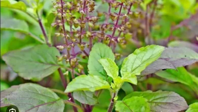 tulsi के पौधे से जुड़ी मान्यताएं