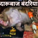 झारखंड-दारूबाज बंदरिया: शराब दुकान में घुसकर बंदरिया ने झलकाया जाम, एक बोतल गटकते ही हुई टल्ली, फिर नशे में शराब दुकान में लुढ़क गयी