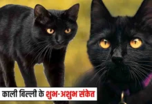 काली बिल्ली शुभ अशुभ