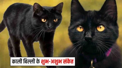 काली बिल्ली शुभ अशुभ