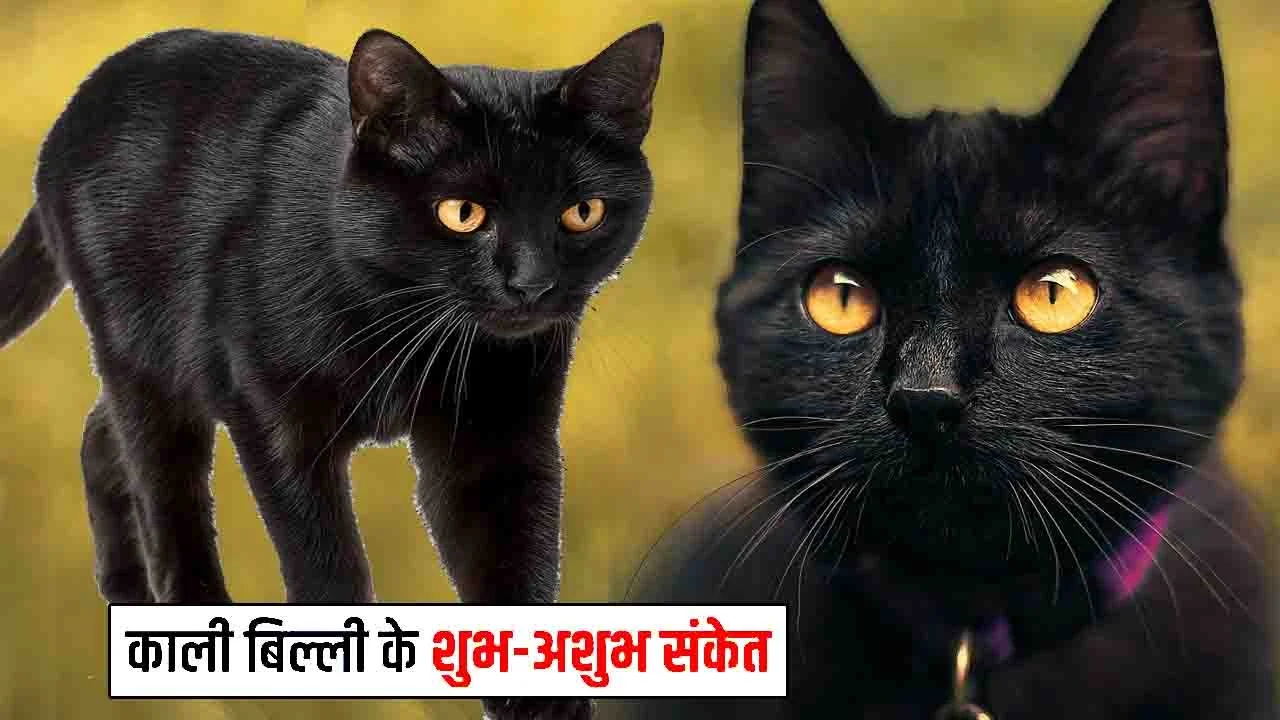 काली बिल्ली शुभ अशुभ