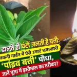 रहस्यमयी पांडव बत्ती प्लांट: बिना घी-तेल के भी जल सकती है इस पौधे की पत्ती! पांडवों से जुड़ी है मान्यता, जानिए पांडव बत्ती पौधा का रहस्य, इसे घर की बालकनी में कैसे उगाएं