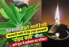 Pandav Batti Plant: इस पौधे की पत्ती जलती है दीये की बाती की तरह, जानिए घर में कैसे उगाएं