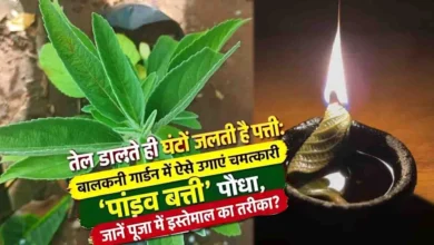 Pandav Batti Plant: इस पौधे की पत्ती जलती है दीये की बाती की तरह, जानिए घर में कैसे उगाएं