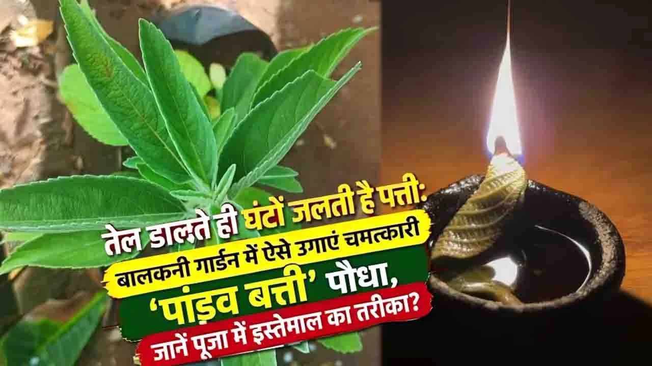 Pandav Batti Plant: इस पौधे की पत्ती जलती है दीये की बाती की तरह, जानिए घर में कैसे उगाएं
